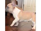 French Bulldog Puppy for sale in Houston, TX, USA