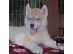 Siberian Husky Puppy for sale in Dallas, TX, USA