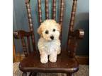 Bichon Frise Puppy for sale in Dixon, MO, USA