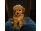 Poodle (Toy) Puppy for sale in Dixon, MO, USA