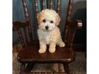 Mutt Puppy for sale in Dixon, MO, USA