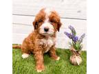 Mutt Puppy for sale in Exeter, MO, USA