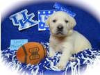 Lab Puppies, AKC, Ivory (light yellow)