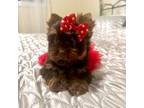 Yorkshire Terrier Puppy for sale in Pensacola, FL, USA