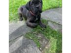 Cane Corso Puppy for sale in Rochester, NY, USA