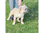 French Bulldog Puppy