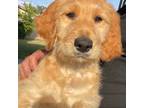 Goldendoodle Puppy for sale in Rancho Cucamonga, CA, USA