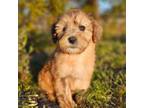 Soft Coated Wheaten Terrier Puppy for sale in Los Angeles, CA, USA