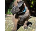 Mutt Puppy for sale in San Francisco, CA, USA