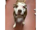 Adopt Bella a Pit Bull Terrier