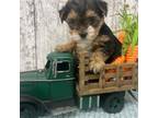 Yorkshire Terrier Puppy for sale in Peebles, OH, USA