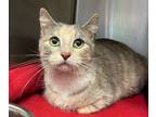 Adopt Crouton a Domestic Short Hair