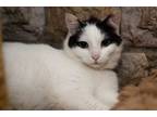 Adopt Reyna a Domestic Short Hair