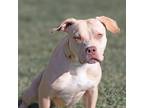 Adopt Razzle a Pit Bull Terrier