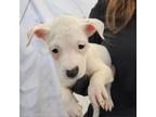 Adopt Shawnie a Mixed Breed