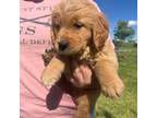 Golden Retriever Puppy for sale in Lamoni, IA, USA