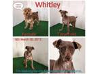 Adopt Whitley a Schnauzer, Mixed Breed