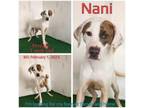 Adopt Nani a Mixed Breed