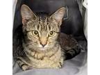 Adopt Eileen a Domestic Short Hair