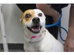 Adopt Stella a Terrier, Beagle