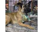 Adopt Bella a German Shepherd Dog