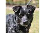 Adopt Kat a Australian Cattle Dog / Blue Heeler