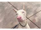 Adopt Snow a Doberman Pinscher