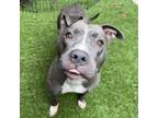 Adopt Cheerilee a Pit Bull Terrier