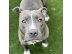 Adopt Cheerilee a Pit Bull Terrier
