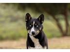 Adopt Harper a Siberian Husky, Australian Cattle Dog / Blue Heeler