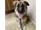 Adopt Remy a Mixed Breed