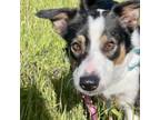 Adopt RUBY a Australian Shepherd, Border Collie