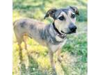 Adopt Mckenna a Mixed Breed