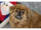 Adopt Debbie a Pekingese