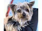 Adopt Paddie a Yorkshire Terrier