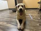 Adopt Mineral / Snowball a Labrador Retriever