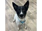 Adopt Cassie a Cattle Dog, Mixed Breed