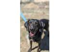 Adopt Emmy a Hound, Mixed Breed