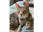 Adopt Molly (FCID# 03/21/2024 - 27 Trainer) a Calico, Tabby