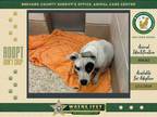Adopt Flurry a Mixed Breed