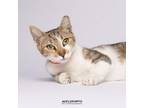 Adopt Nina a Domestic Short Hair