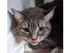 Adopt Gigi a Domestic Short Hair