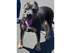 Adopt Luna Moon - IN FOSTER a Pit Bull Terrier, Mixed Breed