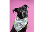Adopt Gidget a Pit Bull Terrier, Mixed Breed