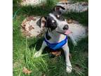 Adopt Sasha a Jack Russell Terrier