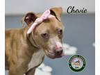 Adopt 24-04-1159 Chevie a Pit Bull Terrier