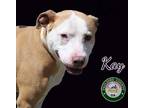 Adopt 24-04-1152 Kay a Pit Bull Terrier