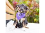 Adopt Violet Crumble a Mixed Breed, Cattle Dog