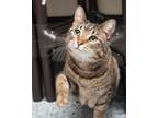 Adopt Fang a Domestic Short Hair