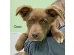 Adopt Coco a Australian Shepherd, Golden Retriever